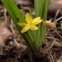 Curculigo orchioides Gaertn.